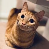 КотоАрхив «Вениамин и Миккаэль»