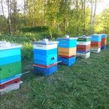 Пасека Ишутиных - пчеловодство для всех