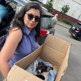Созвездие псов, котов и прочих тварей