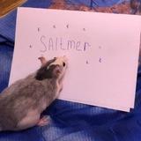 saltmer