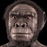 HomoHabilis