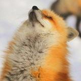 ΠΠΈΡΡ | Rain Foxy