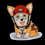 CorGi_Team